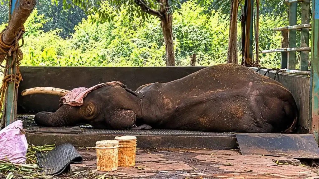 Shaurya elephant dies at Sakrebyle Elephant Camp in Shivamogga