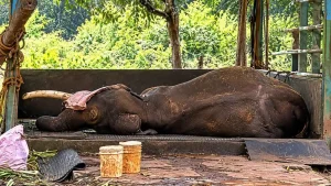 Shaurya elephant dies at Sakrebyle Elephant Camp in Shivamogga