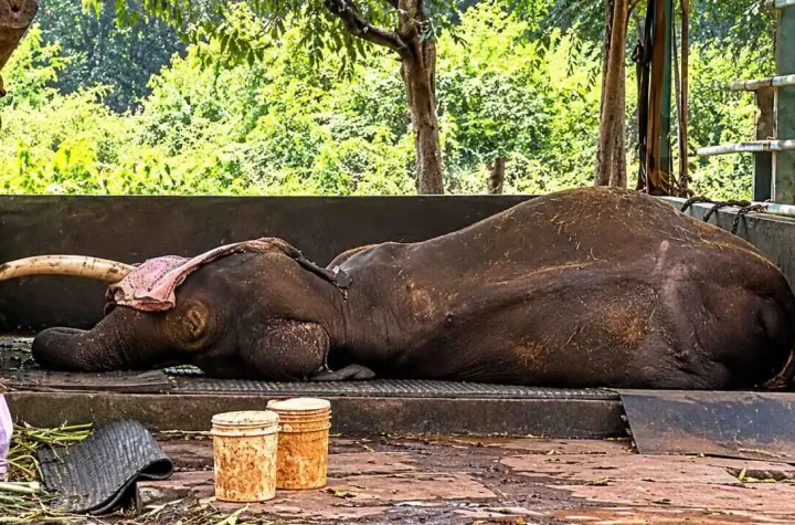 Shaurya elephant dies at Sakrebyle Elephant Camp in Shivamogga