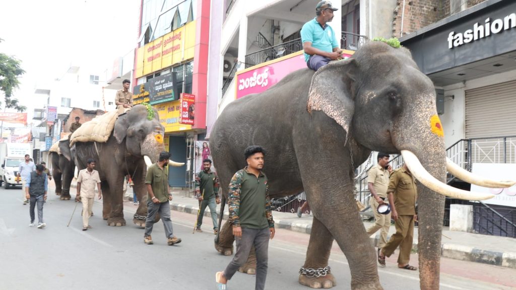 Special puja for elephants Sagar, Bahadur and Somanna arriving for Shivamogga Dasara