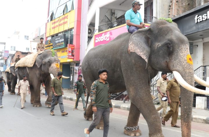 Special puja for elephants Sagar, Bahadur and Somanna arriving for Shivamogga Dasara