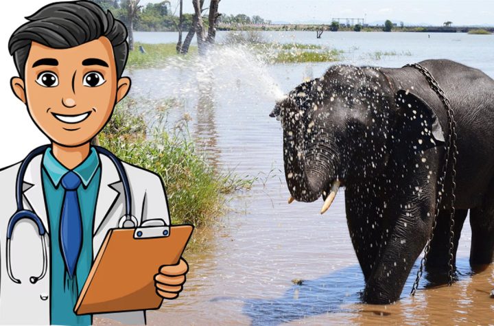 Elephants at Sakrebailu Elephant Camp in Shivamogga as veterinarian recruitment deadline is extended