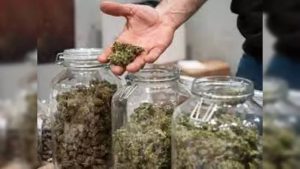 Police seize 600 grams of cannabis in Bhadravathi